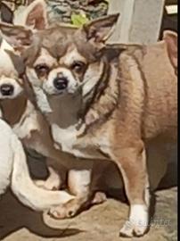 Coppia dí chihuahua