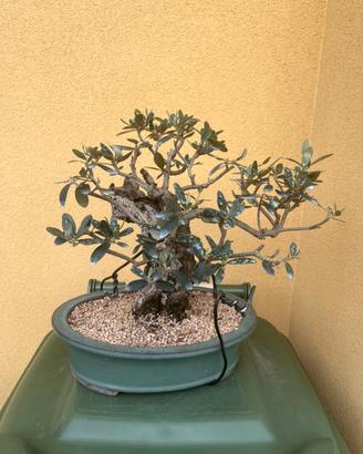 Bonsai ulivo