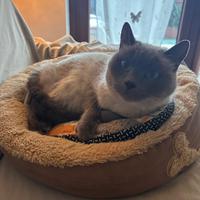 Gatto affettuosissimo
