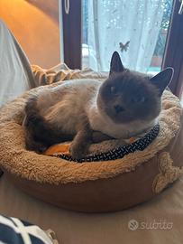 Gatto affettuosissimo