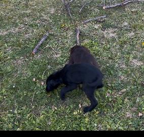 Cucciolo springer/bracco