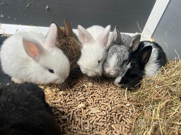 Conigli coniglietti ariete / testa di leone