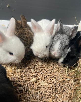 Conigli coniglietti ariete / testa di leone