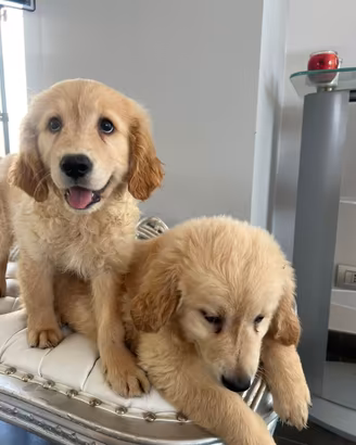 Golden retriever