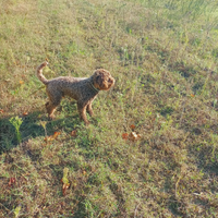 Lagotto femmina x accoppiamento