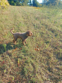 Lagotto femmina x accoppiamento