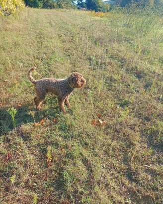 Charlie vuole fidanzata