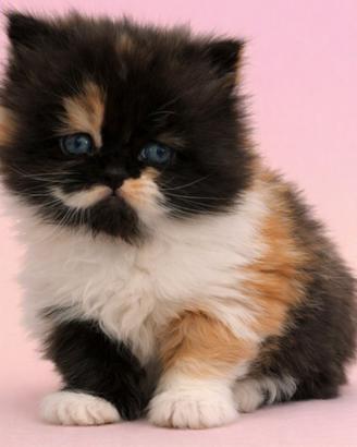 Cucciolo gatto persiano FEMMINA