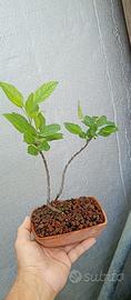 mini bonsai di melo 