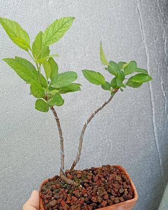 mini bonsai di melo 
