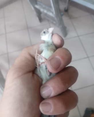 Cardellina taglia nostrano scarpata