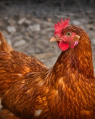Galline