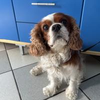 Cavalier King per accoppiamento