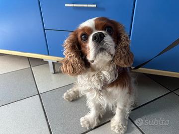 Cavalier King per accoppiamento