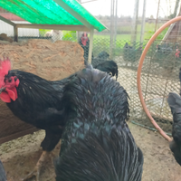 Galli e galline del genere Gigante nero d'Italia