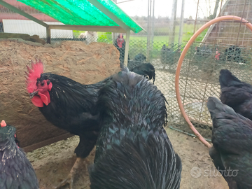 Galli e galline del genere Gigante nero d'Italia
