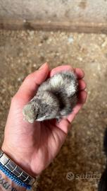 Moroseta Silkie