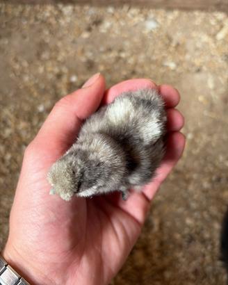 Moroseta Silkie