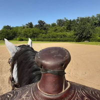 2a quarter horses asd.Soluzioni per il tuo cavallo