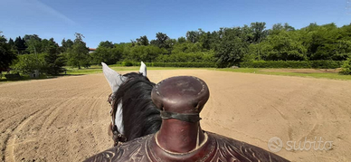 2a quarter horses asd.Soluzioni per il tuo cavallo