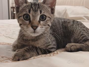 Gattino adorabile 3 mesi adozione