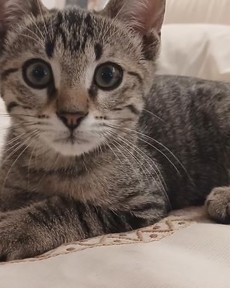 Gattino adorabile 3 mesi adozione