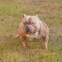 American Bully pocket