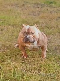American Bully pocket