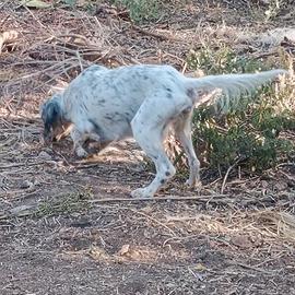 Setter inglese