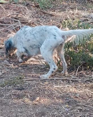 Setter inglese