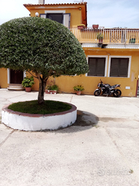 Casa vacanze Ulivo Fiorito