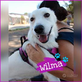 Wilma: dolce, affettuosa e socievole 