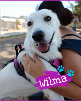 Wilma: dolce, affettuosa e socievole 