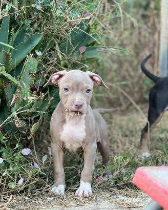 American pitbull terrier