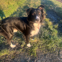 Meticcio border collie