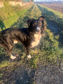 Meticcio border collie