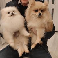 Spitz toy maschi e femmine