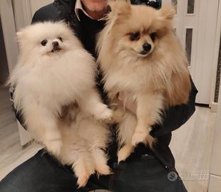 Spitz toy maschi e femmine