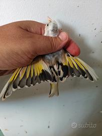 cardellino 