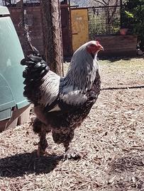 Galli Brhama gigante