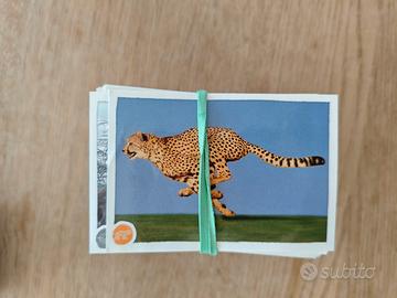 Grande mazzo di figurine album animales Panini 