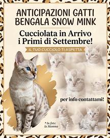 Cuccioli bengala