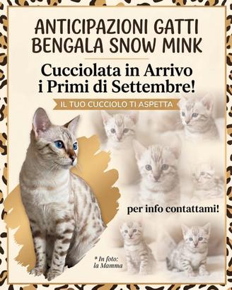 Cuccioli bengala