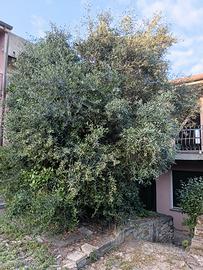 Piante di ulivo