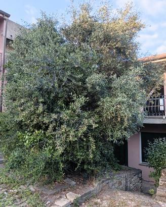 Piante di ulivo