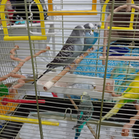 Pappagalli