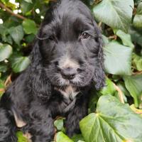 Cocker spaniel inglese