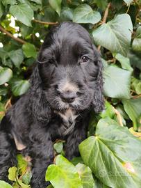 Cocker spaniel inglese