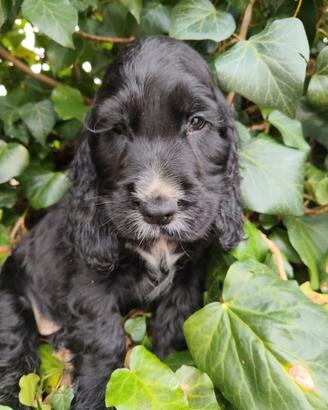 Cocker spaniel inglese