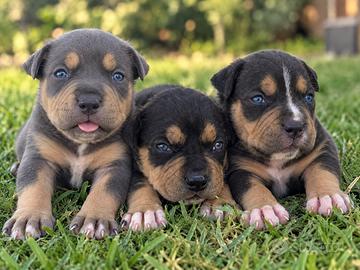 Pitbull cuccioli Tricolor con gli occhi BLU